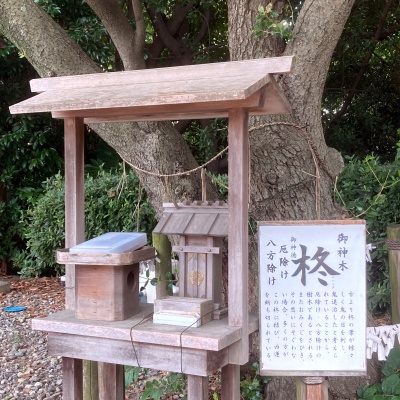 愛知県武豊町の武雄神社の樹齢100年を超える御神木の柊（ひいらぎ）